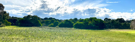 Land with grass and trees at Martha Close