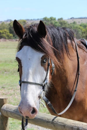 Our new horse