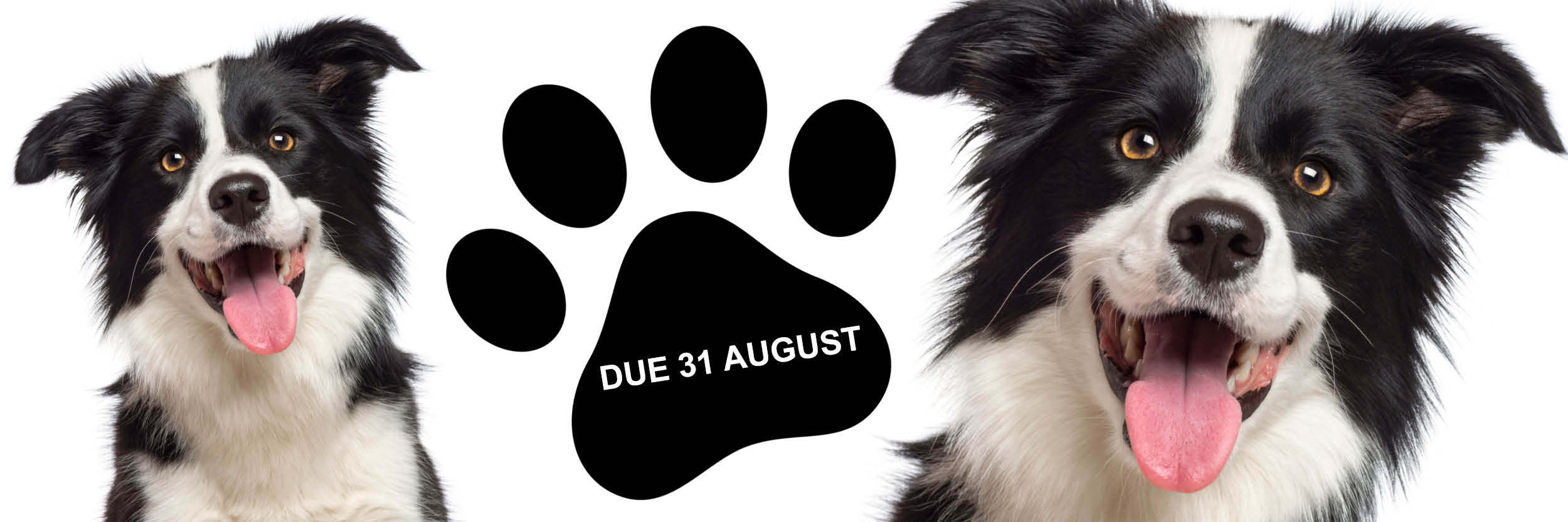 Dog Registrations Viewpoint Dog Registrations Due 31 August