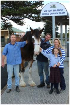 Our new horse Finn