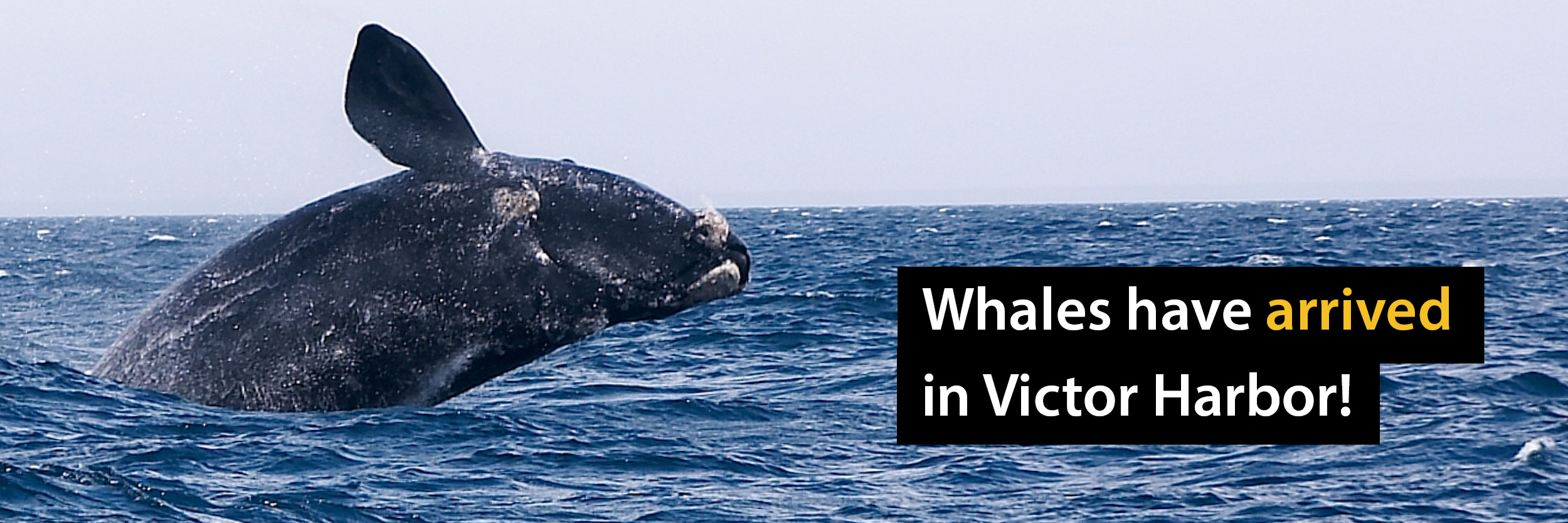Whale Season is here