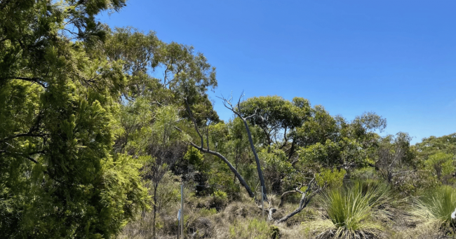 Marjorie Tripp Reserve