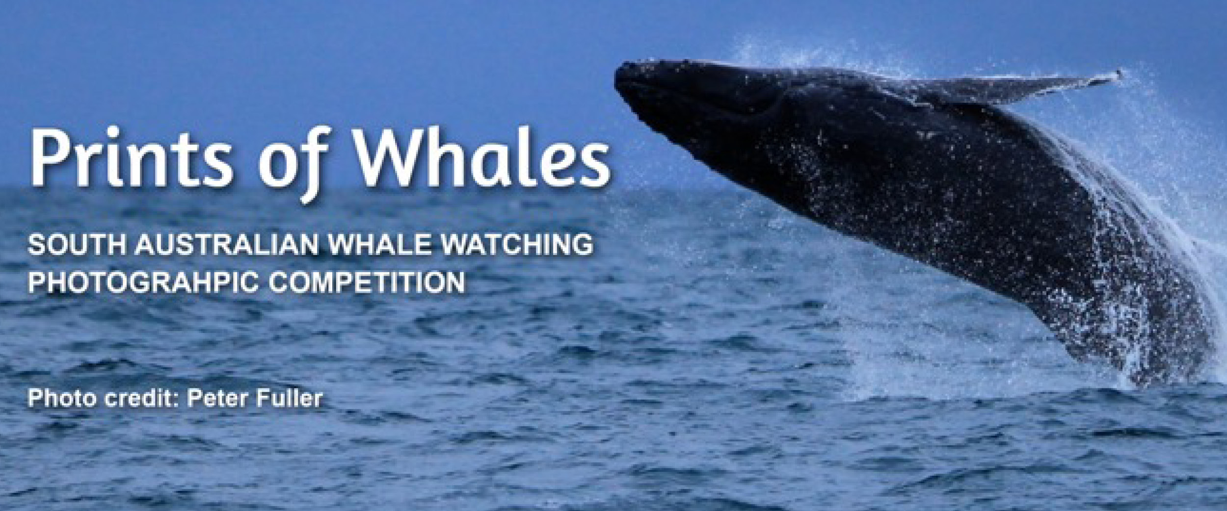 Prints of Whales Prints of Whales