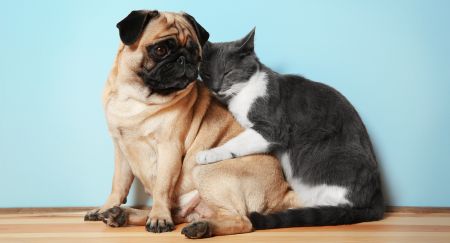 Dog and cat
