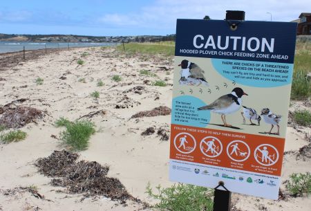 Hooded Plover