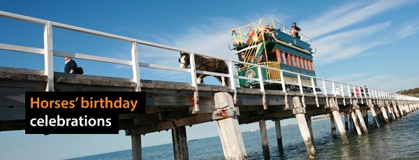 Horse's birthday celebration