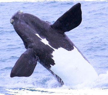Whale