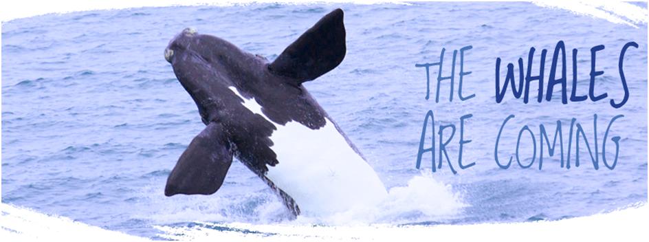 2014 Whale Season 2014 Whale Season