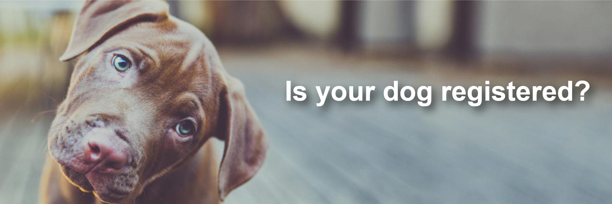 Viewpoint Banner Dog Is your dog registered?