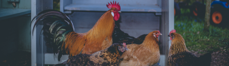 Chickens