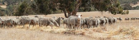 Farm animals 