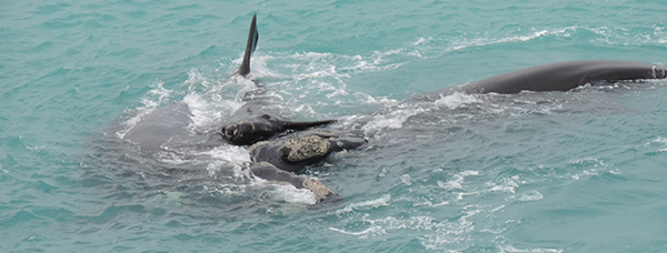 The whales are here!