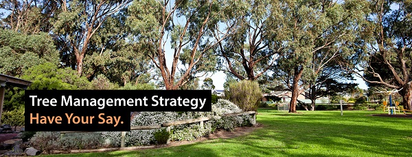 Have Your Say - Tree Management Strategy