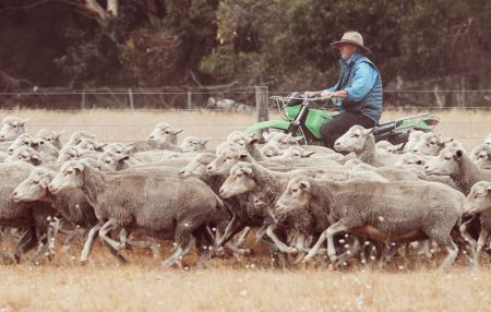 Farmer on motorbike rounding up sheep