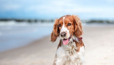 Dog on beach