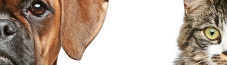 Dog and cat